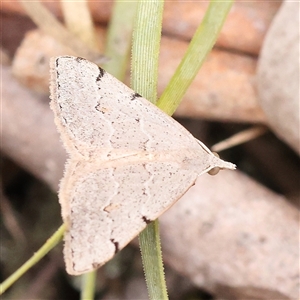 Dichromodes estigmaria at Yass River, NSW - 30 Jan 2025 11:01 AM