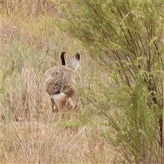 Lepus capensis (Brown Hare) at Yass River, NSW - 30 Jan 2025 by ConBoekel