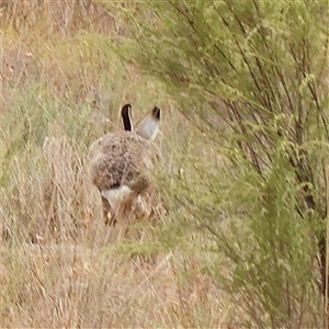 Lepus capensis (Brown Hare) at Yass River, NSW by ConBoekel