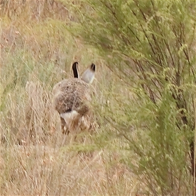 Lepus capensis (Brown Hare) at Yass River, NSW - 30 Jan 2025 by ConBoekel