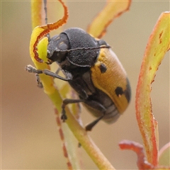 Cadmus (Cadmus) litigiosus (Leaf beetle) at Yass River, NSW - 30 Jan 2025 by ConBoekel