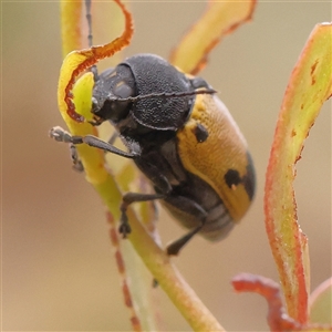 Cadmus (Cadmus) litigiosus (Leaf beetle) at Yass River, NSW by ConBoekel