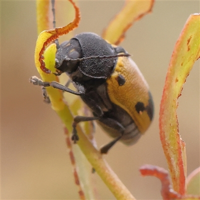 Cadmus (Cadmus) litigiosus (Leaf beetle) at Yass River, NSW - 30 Jan 2025 by ConBoekel