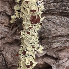 Flavoparmelia sp. (Flavoparmelia Lichen) at Yass River, NSW - 30 Jan 2025 by ConBoekel