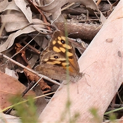 Geitoneura klugii (Marbled Xenica) at Yass River, NSW - 30 Jan 2025 by ConBoekel