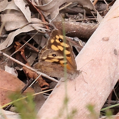 Geitoneura klugii (Marbled Xenica) at Yass River, NSW - 30 Jan 2025 by ConBoekel