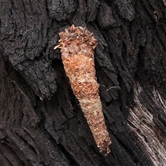 Lepidoscia (genus) IMMATURE (A Case moth (Psychidae) at Yass River, NSW - 30 Jan 2025 by ConBoekel