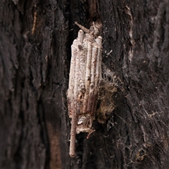 Clania (genus) (A case moth) at Yass River, NSW - 30 Jan 2025 by ConBoekel