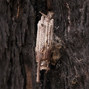 Unidentified Case moth (Psychidae) at Yass River, NSW by ConBoekel