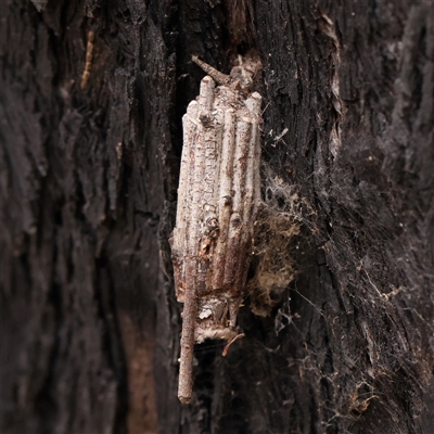 Unidentified Case moth (Psychidae) at Yass River, NSW - 30 Jan 2025 by ConBoekel