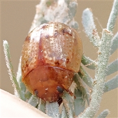 Unidentified Leaf beetle (Chrysomelidae) at Yass River, NSW - 30 Jan 2025 by ConBoekel