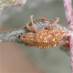 Oxyops fasciculatus (A weevil) at Yass River, NSW - 30 Jan 2025 by ConBoekel