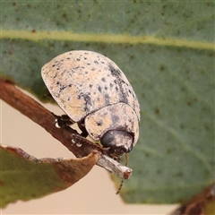 Unidentified Leaf beetle (Chrysomelidae) at Yass River, NSW - 30 Jan 2025 by ConBoekel