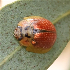 Unidentified Leaf beetle (Chrysomelidae) at Yass River, NSW - 30 Jan 2025 by ConBoekel