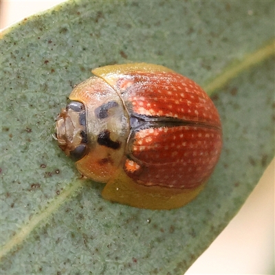 Unidentified Leaf beetle (Chrysomelidae) at Yass River, NSW - 30 Jan 2025 by ConBoekel