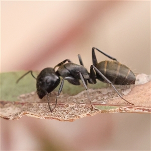 Camponotus aeneopilosus (A Golden-tailed sugar ant) at Yass River, NSW by ConBoekel