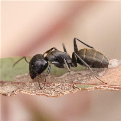 Camponotus aeneopilosus (A Golden-tailed sugar ant) at Yass River, NSW - 30 Jan 2025 by ConBoekel