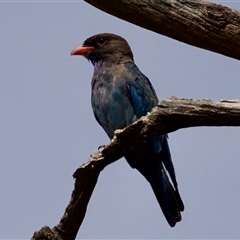 Eurystomus orientalis at Strathnairn, ACT - 21 Jan 2023 by KorinneM