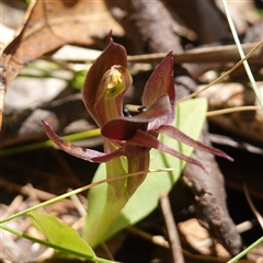 Chiloglottis valida (Large Bird Orchid) at Tinderry, NSW - 20 Nov 2024 by RobG1