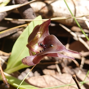 Chiloglottis valida at Tinderry, NSW - suppressed