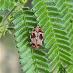 Elaphodes cervinus (Leaf beetle) at Bungendore, NSW - 31 Jan 2025 by clarehoneydove