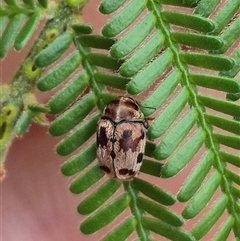 Elaphodes cervinus at Bungendore, NSW - suppressed