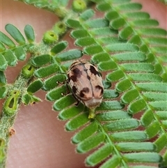 Elaphodes cervinus at Bungendore, NSW - suppressed