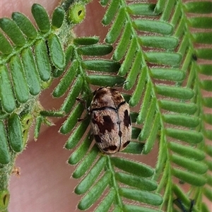 Elaphodes cervinus at Bungendore, NSW - suppressed