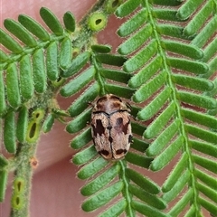 Elaphodes cervinus at Bungendore, NSW - suppressed