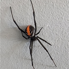 Latrodectus hasselti (Redback Spider) at Gundaroo, NSW - 31 Jan 2025 by Gunyijan