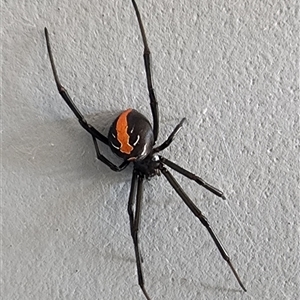 Latrodectus hasselti at Gundaroo, NSW - 31 Jan 2025 02:55 PM