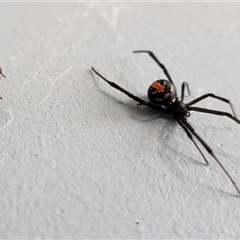 Latrodectus hasselti at Gundaroo, NSW - 31 Jan 2025 02:55 PM