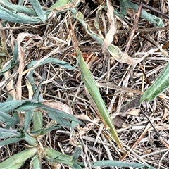 Acrida conica (Giant green slantface) at Aranda, ACT - 31 Jan 2025 by KMcCue