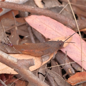 Goniaea carinata at Yass River, NSW by ConBoekel