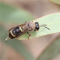 Unidentified Bee (Hymenoptera, Apiformes) at Yass River, NSW - 30 Jan 2025 by ConBoekel