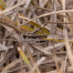 Macrotona australis (Common Macrotona Grasshopper) at Yass River, NSW - 30 Jan 2025 by ConBoekel