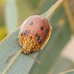 Paropsis atomaria (Eucalyptus leaf beetle) at Yass River, NSW - 30 Jan 2025 by ConBoekel