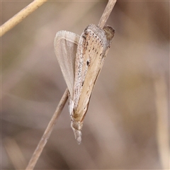 Unidentified Moth (Lepidoptera) at Yass River, NSW - 30 Jan 2025 by ConBoekel