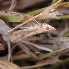 Unidentified Moth (Lepidoptera) at Yass River, NSW - 30 Jan 2025 by ConBoekel