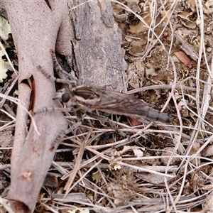 Unidentified Robber fly (Asilidae) at Yass River, NSW by ConBoekel