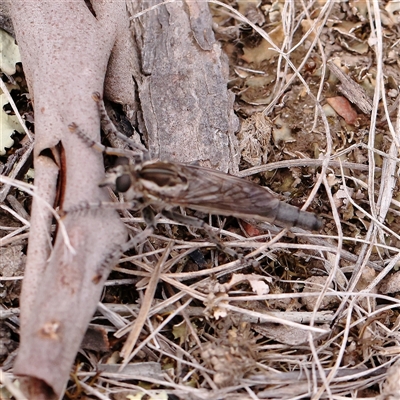 Unidentified Robber fly (Asilidae) at Yass River, NSW - 30 Jan 2025 by ConBoekel