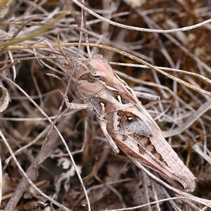 Oedaleus australis at Yass River, NSW by ConBoekel