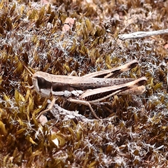 Macrotona securiformis at Yass River, NSW - 30 Jan 2025 by ConBoekel