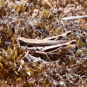 Macrotona securiformis at Yass River, NSW by ConBoekel