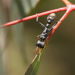 Myrmecia sp., pilosula-group (Jack jumper) at Yass River, NSW by ConBoekel