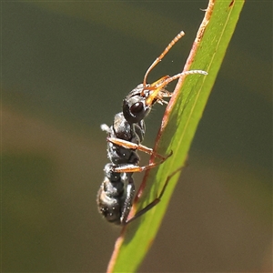 Myrmecia sp., pilosula-group at Yass River, NSW - 30 Jan 2025 12:22 PM