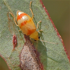 Unidentified Beetle (Coleoptera) at Yass River, NSW - 30 Jan 2025 by ConBoekel