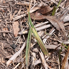 Acrida conica (Giant green slantface) at Yass River, NSW - 30 Jan 2025 by ConBoekel