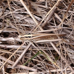 Oedaleus australis at Yass River, NSW - 30 Jan 2025 by ConBoekel