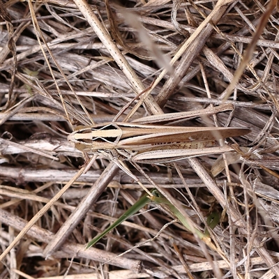 Oedaleus australis at Yass River, NSW - 30 Jan 2025 by ConBoekel